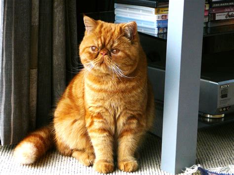 Orange Tabby Ginger Persian Cat Pets Lovers