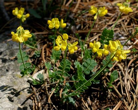 Coronilla Vaginalis