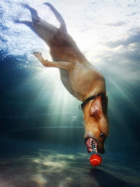 Underwater Dogs Photos Go Viral And Become A Book Cbs News