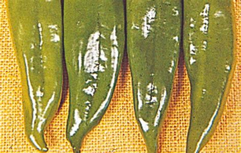 Browse our huge selection today and see how much you can save by starting with us! Peppers for Colorado | Nick's Garden Center & Nursery ...