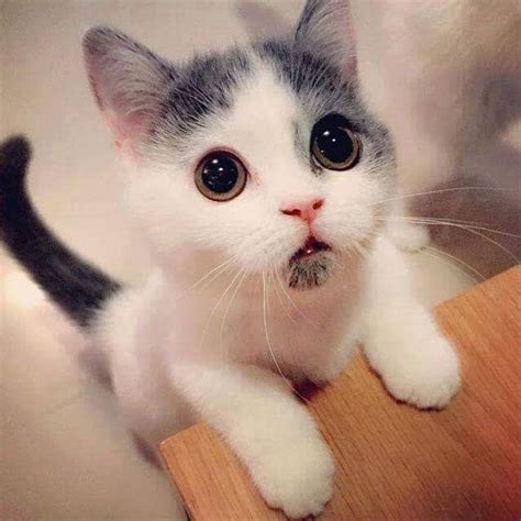 19 Cats With Puppy Dog Eyes Cute Baby Animals Cats Kittens Cute Cats