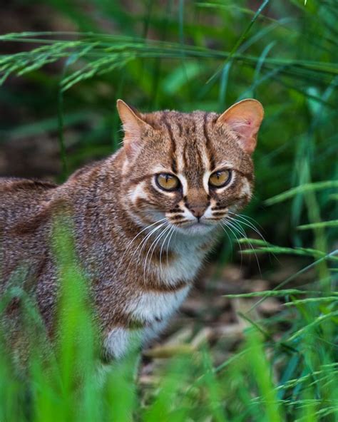 Natural Encounters Photography By Ben Williams Rusty Spotted Cat