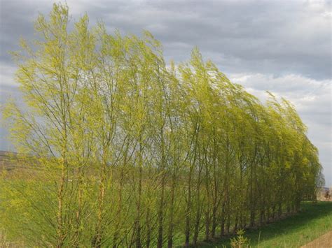 Austree Hybrid Willow Trees For Graziers
