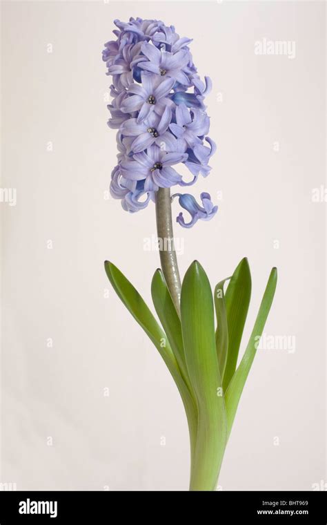 Hyacinth Delft Blue Pot Hi Res Stock Photography And Images Alamy