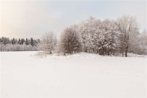 Trees On A Winter Snow Covered Field Stock Image Image Of Frosty
