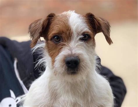Bill 10 Month Old Male Parson Russell Terrier Available For Adoption