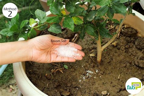 They also help plants produce more chlorophyll, so plants are bushier, greener and have improved blooms. How to Use Epsom Salt in Garden for Improving Plant Growth ...