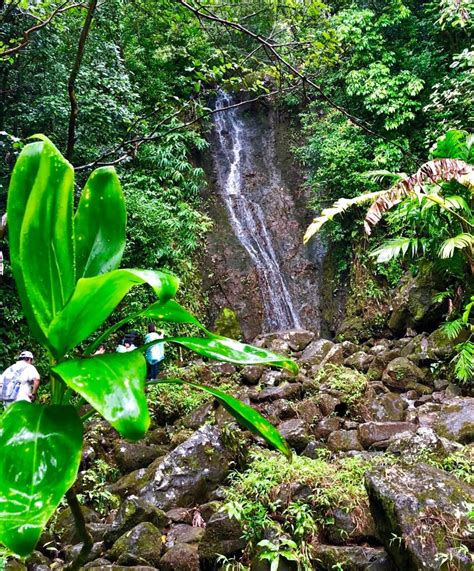 Oahu Rainforest And Waterfall Hike Honolulu Project Expedition