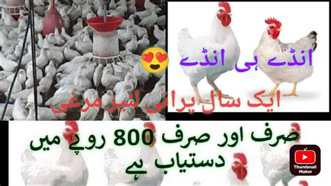 Write Layer Chicken Farming Layer Poultry Farm For Eggs Business