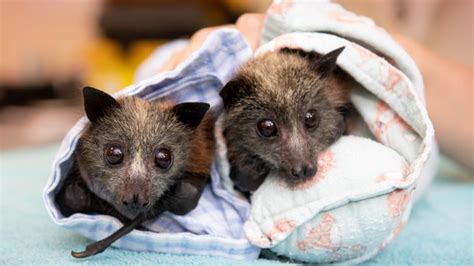 Flying Foxes Koalas Worst Affected By Bushfires As Australia Zoo