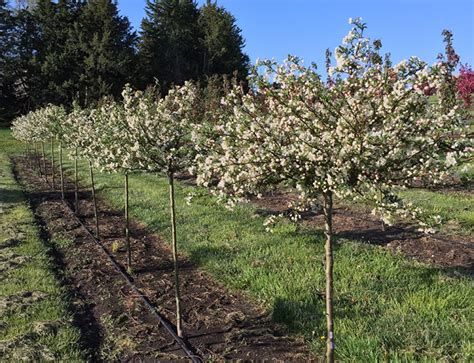 Spring Snow Crab Malus X Kaspar Nursery