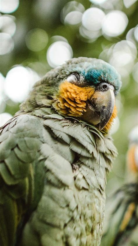 Pin By Vanesa Quiñiñir On Fondos De Pantalla Animals Owl Parrot