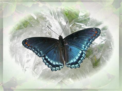 Red Spotted Purple Butterfly Limenitis Arthemis