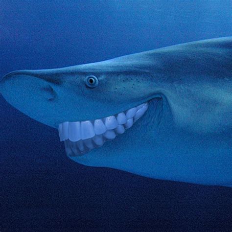 Sharks With Human Teeth Is The Greatest Thing Ever