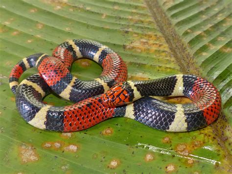 Aquatic Coral Snake Life List Blog Posts