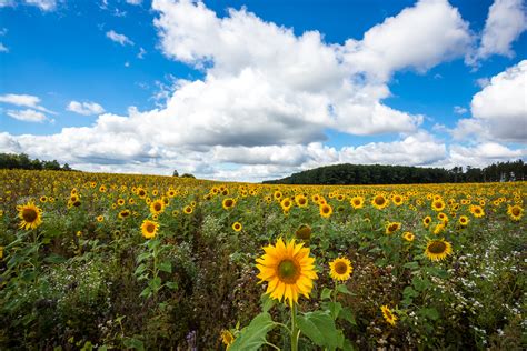 Sunny Flowers Field Foto And Bild Landschaften Gelb Natur Bilder Auf
