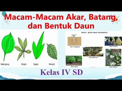 Macam Macam Akar Batang Dan Bentuk Daun Kelas Iv Sd Youtube