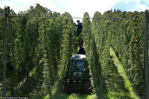 Bumper Crop Of Hops Stripped From The Bine By Workers In Time Honoured
