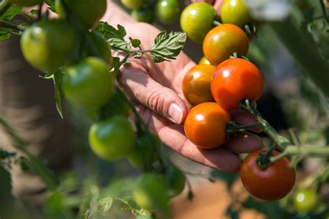 The Reason Why Using Epsom Salt For Tomatoes Makes Them Sweeter