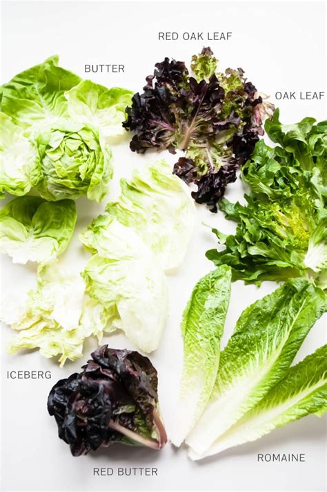 The elongated leaves of romaine and its thick white rib are its outstanding physical characteristics. A Guide to Salad Greens