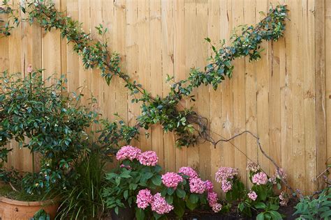 How To Make A Pretty Wire Trellis For Your Garden Better Homes And