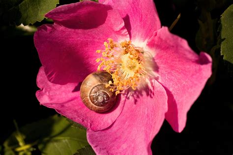 Snails Photograph Take Time To Smell The Flowers By Peggy Collins