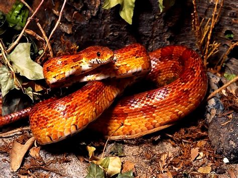Imagen Para Escritorio Simple Serpiente Reptil Animales 🔥 Imagen De Fondo