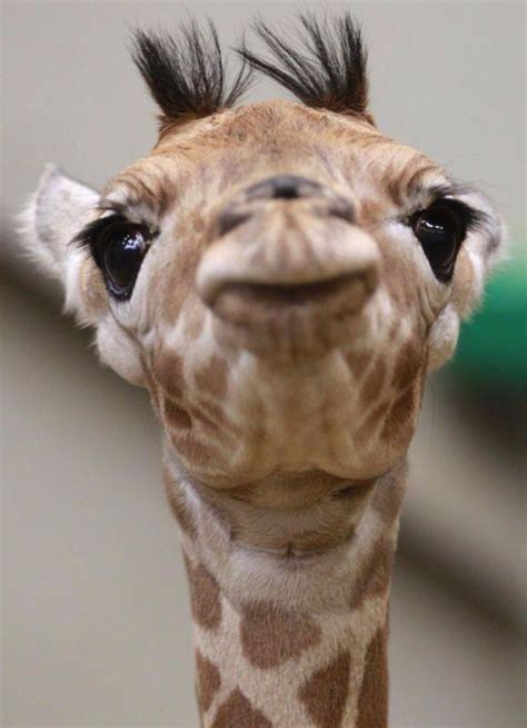 Giraffe Selfie Animals Baby Giraffe Cute Animals