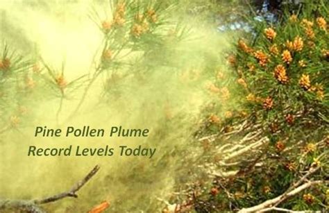 Pine Tree Allergy Test Junie Herrick