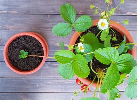 How To Grow New Strawberry Plants From Runners