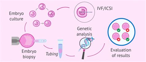 What Is The Preimplantation Genetic Diagnosis Pgd