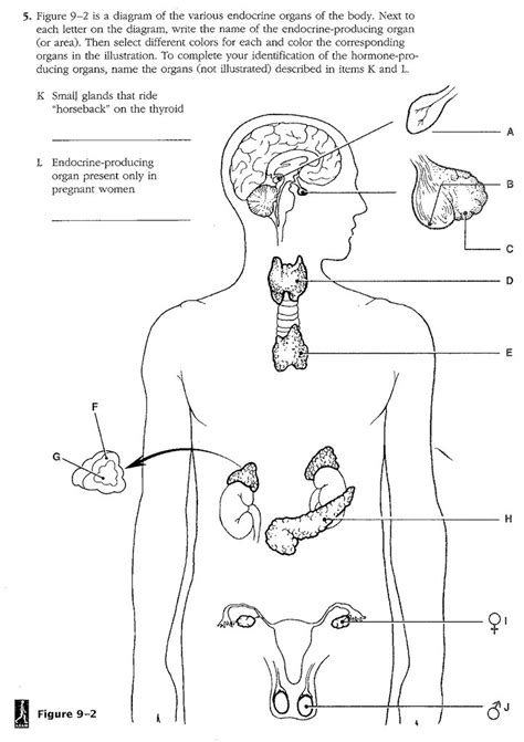 Endocrine System Labeling Worksheet