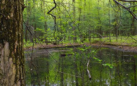Free Images Tree Water Creek Marsh Swamp Wilderness Hiking