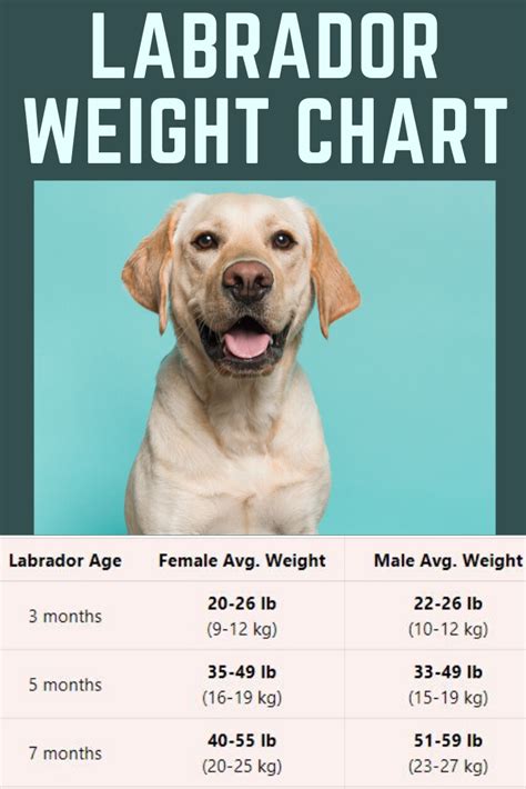 Labrador Food Chart India