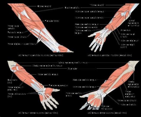 The anterior (flexor) compartment contains the biceps brachii, coracobrachialis and brachialis muscles. Name Muscles In Arm / bodyman musle antomy arm radius ...
