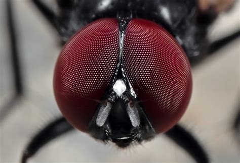 What Colors Are Flies Attracted To And How Do They See The World