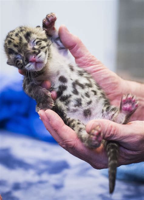 Clouded Leopard Cubs Are A Triple Threat Of Cuteness Baby Animals