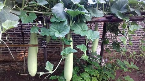 Selain banyak ditemui di indonesia, labu parang ini banyak ditemukan di beberapa negara eropa hingga amerika apalagi jika saatnya tiba perayaan halloween. Pengalaman Menanam Labu Air/Labu Putih di Pekarangan Rumah ...