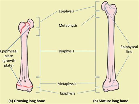Bone Formation And Growth Concept Map