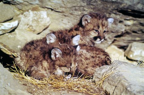 Exmoor Zoo Welcomes Puma Triplets Smythen Farm News