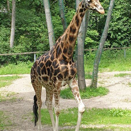 213 просмотров 4 месяца назад. Plan - Picture of Zoo Schmiding, Wels - Tripadvisor