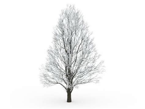 Tree Covered With Snow Free 3d Model Max Open3dmodel 36040