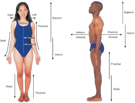 Anatomical Positions Directions And Planes Science At Your Door Step