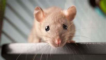 Mice Animals Rats Wallpapers