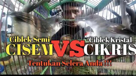 Perbedaan Ciblek Kristal Dan Kapas Perbedaan Ciblek Kristal Dan Ciblek Semi Dan Ciri Cirinya Pada Waktu Ciblek Masih Lolohan Dan Berlaku Untuk Beragam Jenis Ciblek Seperti Ciblek Semi Cisem Ciblek Kristal