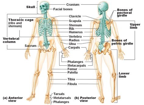 Axial Skeleton In Blue Appendicular Skeleton In White