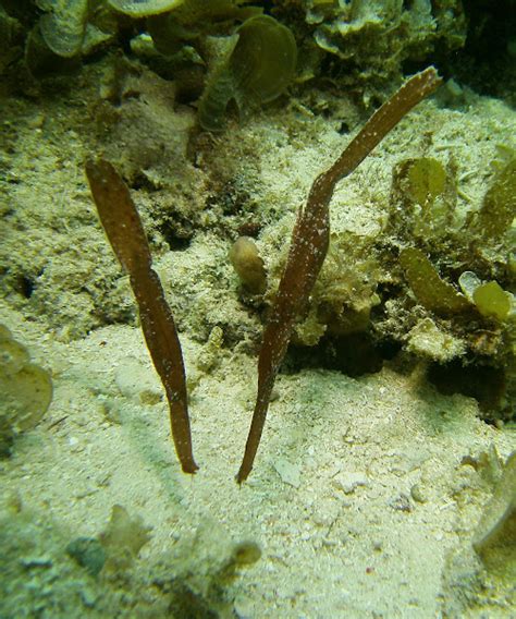 Robust Ghost Pipefish Project Noah