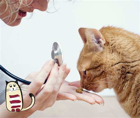 Feline Friendly Handling And Scruff Free Visits Just Cats Veterinary