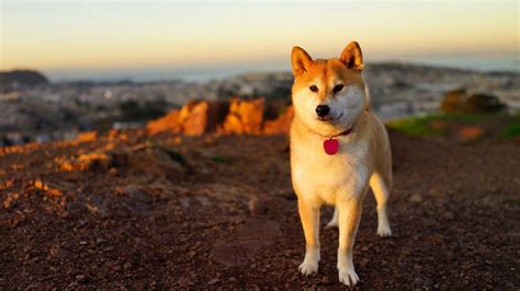 Dog Aesthetic Wallpapers Top Free Dog Aesthetic Backgrounds