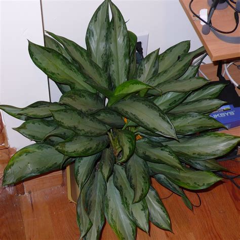 Aglaonema Emerald Bay Aka Chinese Evergreen Yvonne In Flickr